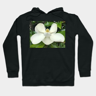 Natural Beauty of the Sweet White Magnolia Tree Hoodie